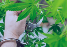 How Many Marijuana Arrests in New Mexico.png