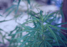 New Mexico Marijuana Tax Revenue 2025.png